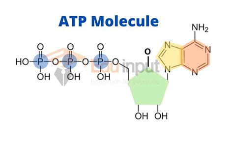 atp coop